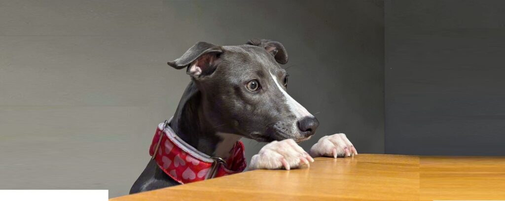 whippet yuki patrząca w dal