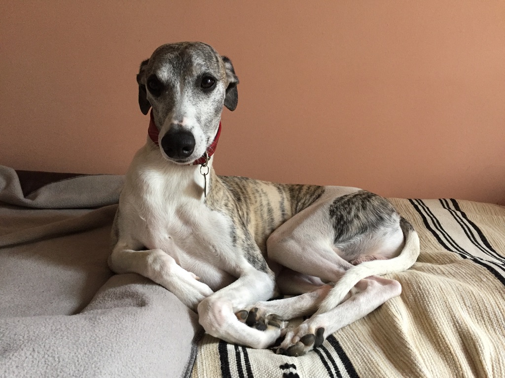 whipppet siedzący na kanapie